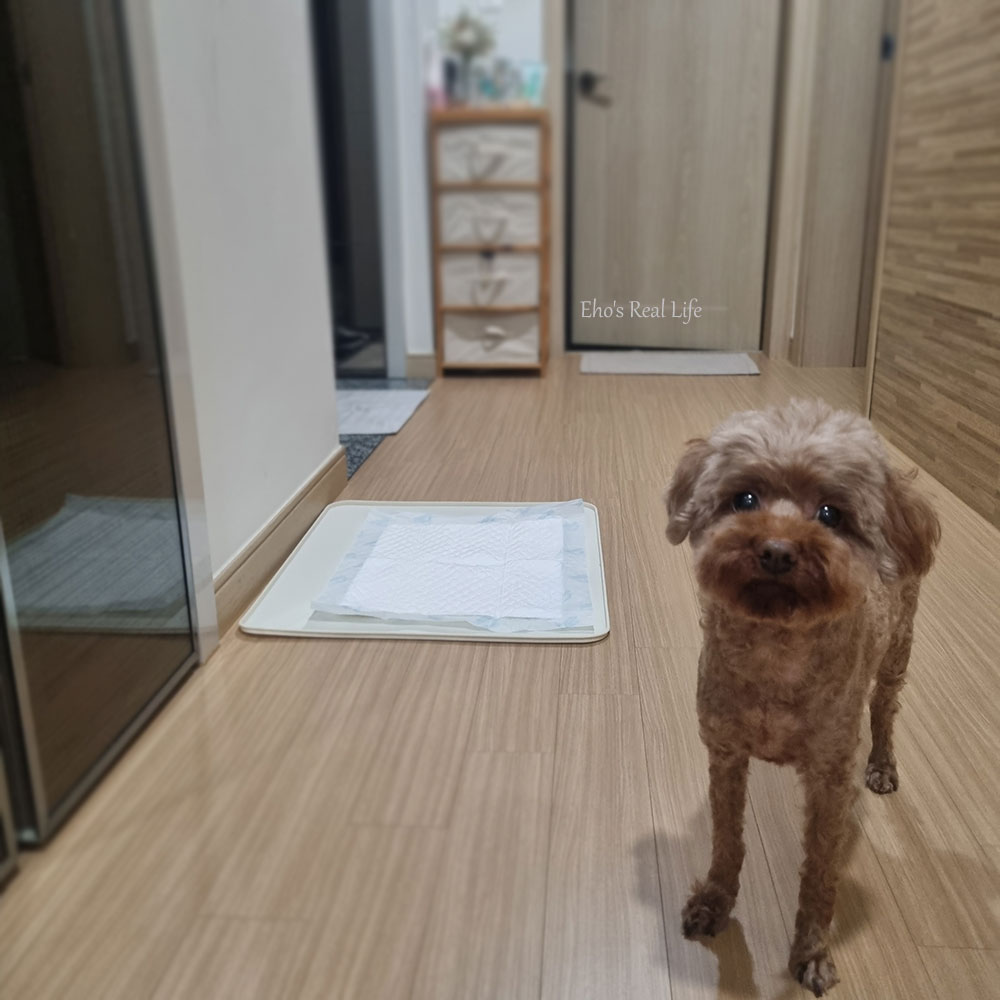 거실 복도의 배변 패드 옆에 서 있는 갈색 푸들 강아지 (반려동물 냄새 관리)